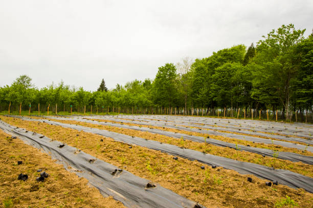 istock blueberry field and plantation 1317392305