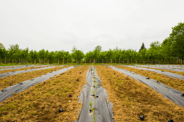 istock blueberry field and plantation 1317392324