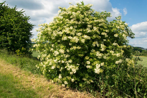 Hedge with blooming elder bush, Sambucus nigra, on a dirt road.