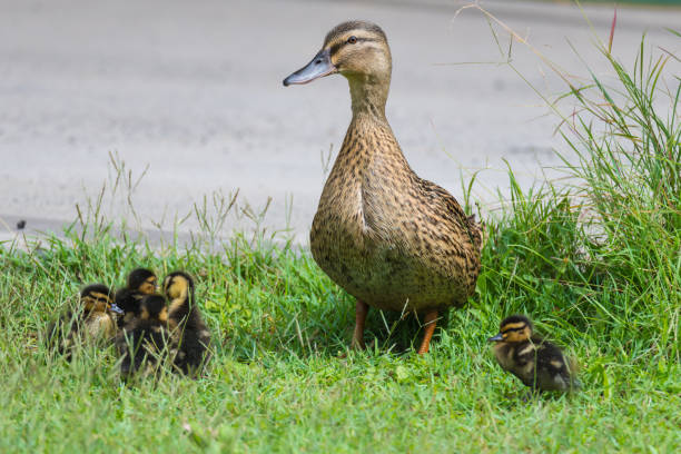 istock Mother duck and her ducklings 1317393288