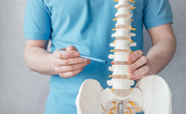 istock Male doctor's hand pointing at intervertebral hernia on skeleton spine model close-up, physiotherapist pointing at spine model in the clinic 1317393865