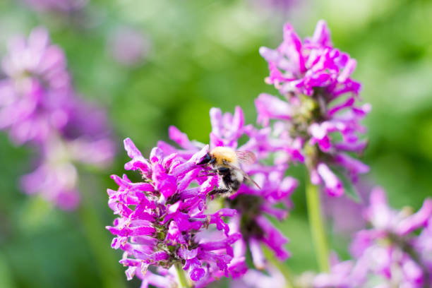 istock Little bee on a purple flower close up. 1317394096