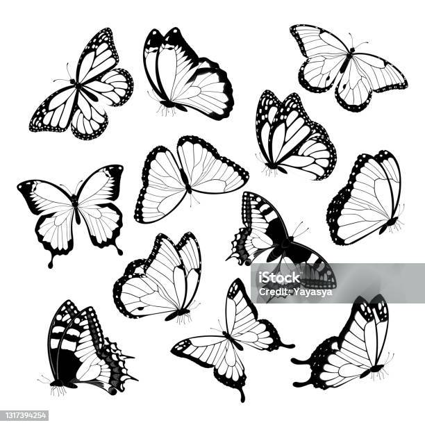 Black And White Flying Butterflies Isolated On White Background Vector Illustration Stock Illustration - Download Image Now