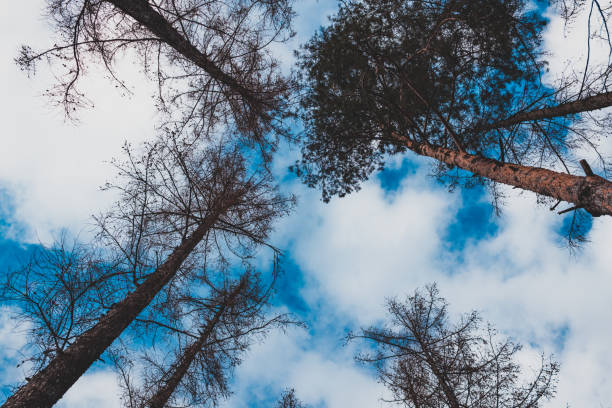 istock Bottom view of some pines and sky with clouds 1317395515