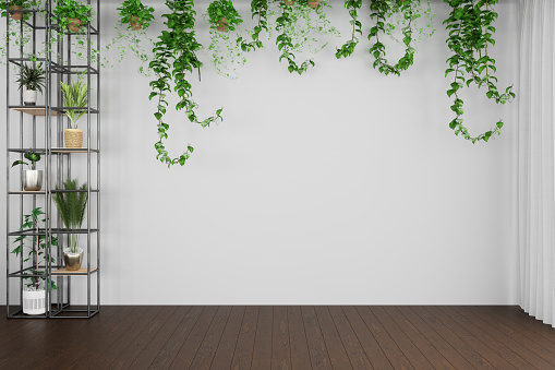 Empty Room With Creeper Plants, Potted Plants And White Empty Wall