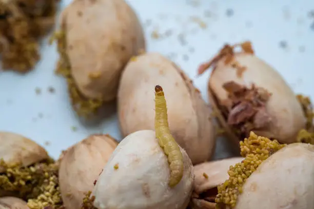 Caterpillar (larva) of indianmeal moth on pistachio nut. Many eggs around.