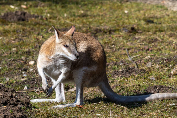 The agile wallaby, Macropus agilis also known as the sandy wallaby is a species of wallaby found in northern Australia and New Guinea.