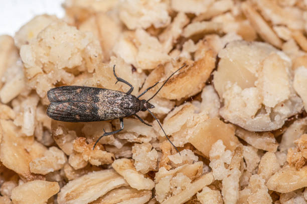 Close-up view on indian-meal moth on oatmeal. stock photo