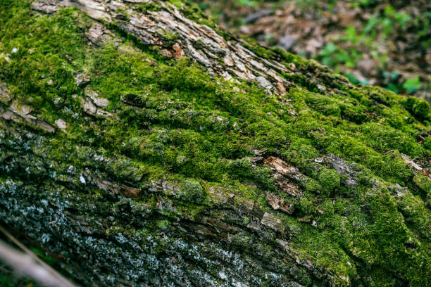 istock A log overgrown with green moss lies on the ground 1317397688