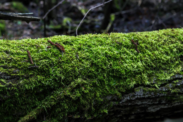 A log overgrown with green moss lies on the ground