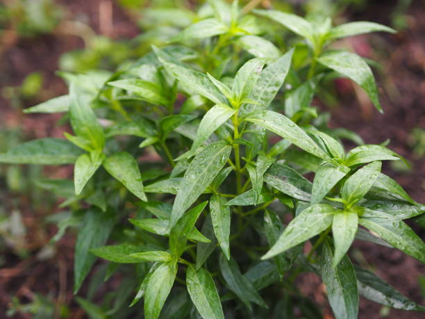 King of bitters scientific name Andrographis paniculata Burm, Wall. Ex Nees, Fah Talai jhon, Thai herbs relieve sore throat, reduce fever, heat up the cold green leaves vegetable nature protect coronavirus, covid-19 rey de los amargos nombre científico andrographis paniculata burm, wall. ex nees, fah talai jhon, hierbas tailandesas alivian el dolor de garganta, reducen la fiebre, calientan las hojas verdes frías la naturaleza vegetal protegen el coronavirus, covid-1