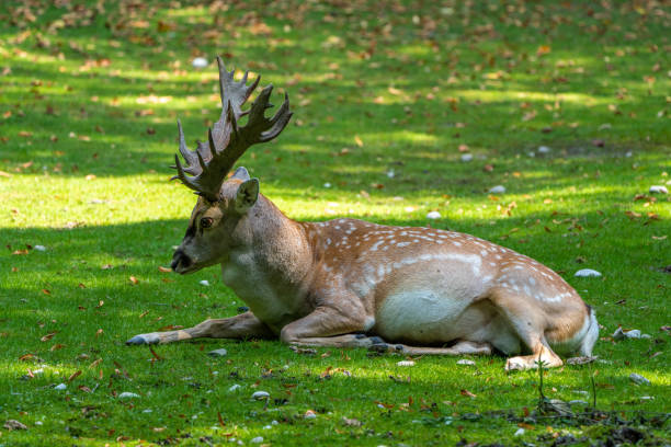 istock The fallow deer, Dama mesopotamica is a ruminant mammal 1317398676