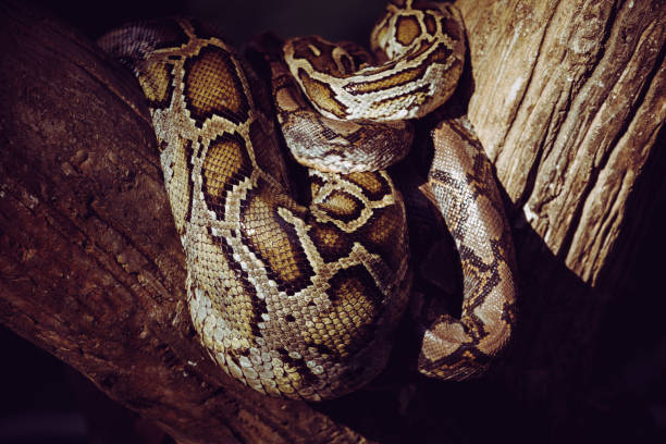 istock Close-up of a big Reticulated Python or Malayopython reticulatus curl oneself up on a wooden branch 1317400214