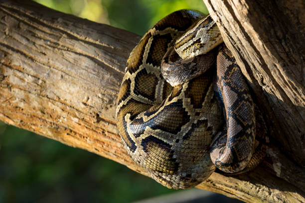 крупным планом reticulated python или malayopython reticulatus свернуться калачиком себя на деревянной ветке с копией пространства - reticulated стоковые фото и изображения