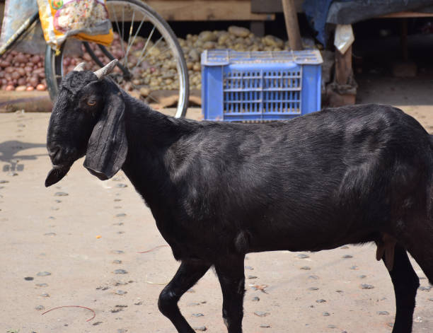 istock A goat strolling a a market in India 1317401508