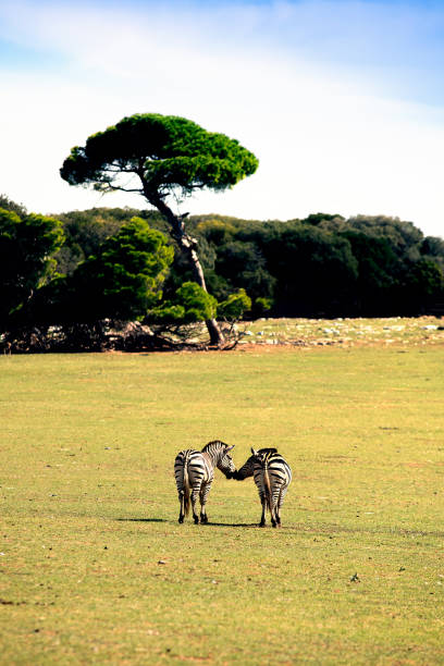 National park Brijuni or the Brijuni Islands are a group of fourteen small islands in the Croatian part of the northern Adriatic Sea, separated from the west coast of the Istrian peninsula by the narrow Faana Strait. The largest island, Veliki Brijun Island, lies 2 kilometres off the coast