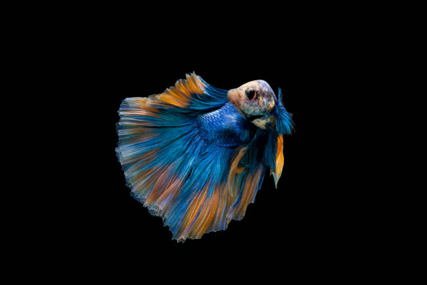 istock Halfmoon blue and orange betta isolated on black background 1317402293