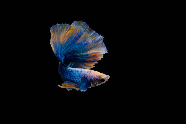istock Halfmoon blue and orange betta isolated on black background 1317402298