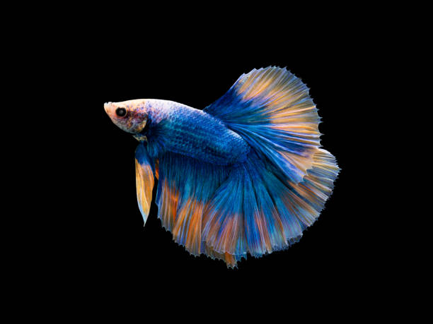 istock Halfmoon blue and orange betta isolated on black background 1317402305