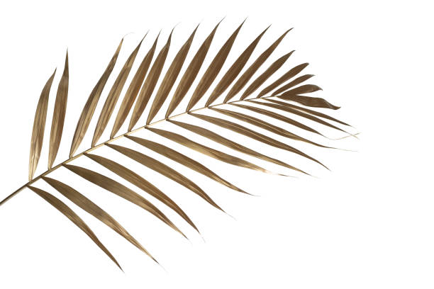 istock leaves of palm Gold color tree on white background.clipping path 1317403732