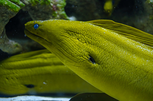 head of green moray eel fish in the aquarium.