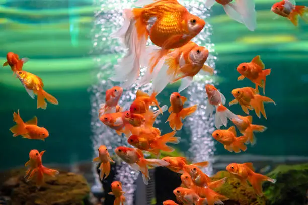 Photo of Goldfish in an aquarium with bubbles in the water.
