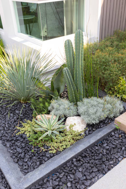 istock Rockery Garden with Green Small Succulent Plants. 1317404531