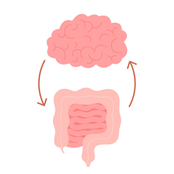 Connection of cute healthy happy brain and intestine gut. Relation health of human brain and gut, second brain. Unity of mental and digestive. Vector flat cartoon illustration Connection of cute healthy happy brain and intestine gut characters. Relation health of human brain and gut, second brain. Unity of mental and digestive. Vector cartoon illustration intestine illustrations stock illustrations