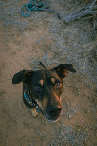 istock Black dog looking up into the camera with a happy face 1317404610