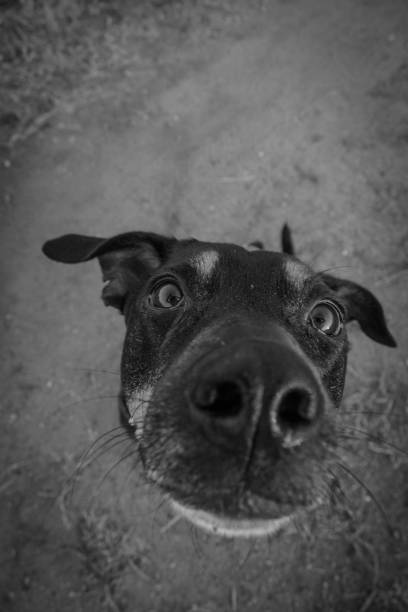 un cane nero allunga il naso verso la telecamera per annusare. - rescue training” foto e immagini stock