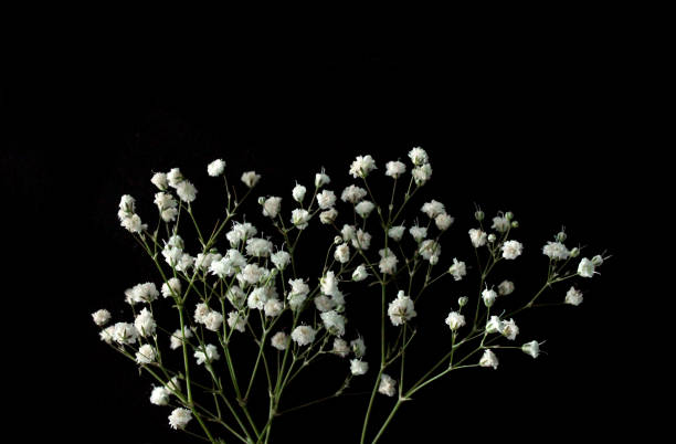 fiori bianchi su sfondo nero - small bouquet foto e immagini stock