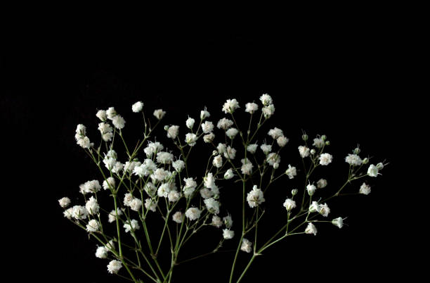 istock White flowers on black background 1317405225