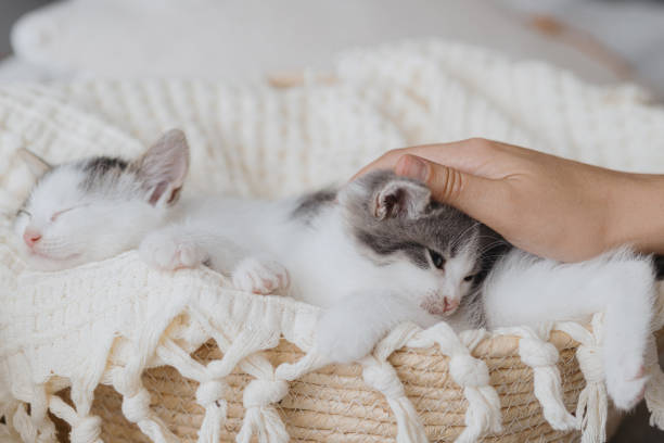 istock Hand caressing cute little kitten sleeping on soft blanket in basket. Adorable kitties napping 1317405500