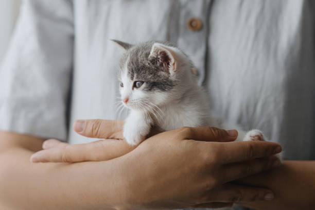 kobieta w rustykalnej sukience trzymającej uroczego małego kotka w rękach. portret uroczego kotka. adopcja.miłość - white domestic cat kitten young animal zdjęcia i obrazy z banku zdjęć