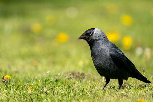 Western Jackdaw (Corvus monedula ) standing on green grass in spring on the Swedish west coast.