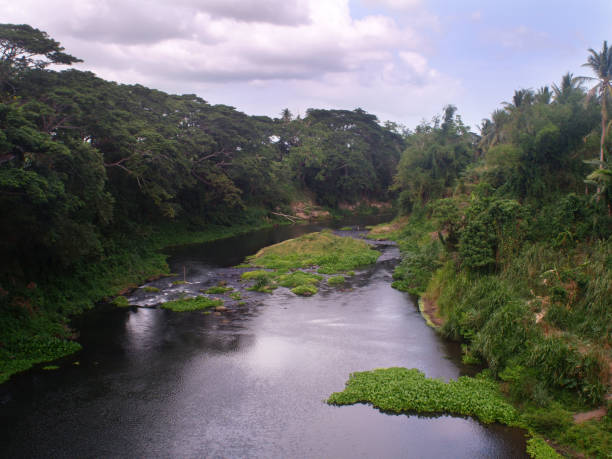 istock Calm fresh water river during summer. High angle shot. 1317408522