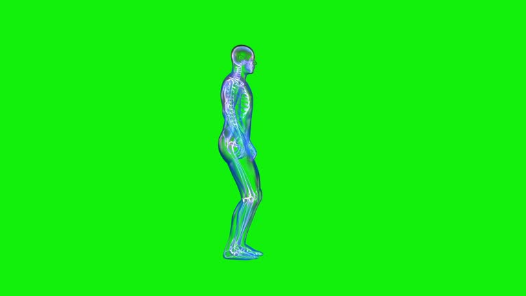 Athlete X-Ray Exercising Pistol Squat, Seamless Loop, Green Screen Chromakey