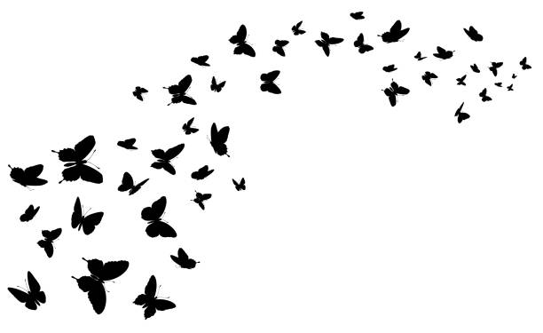 Flying butterfly. Black silhouette butterflies group. Cute wedding love, summer and spring symbol, tattoo graphic design isolated vector concept Flying butterfly. Black silhouette butterflies group. Cute wedding love, summer and spring symbol, tattoo graphic design isolated vector concept. Wildlife elements decoration, moths flight wedding silhouettes stock illustrations
