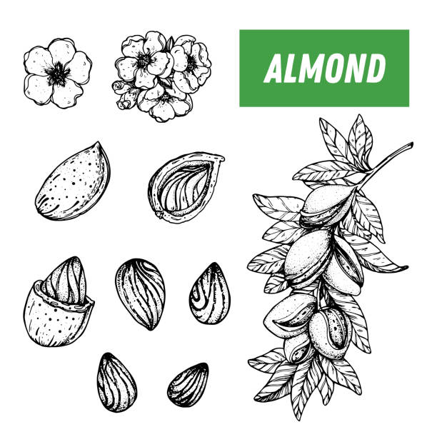Almond hand drawn sketch. Nuts vector illustration. Almond branch. Organic healthy food. Great for packaging design. Engraved style. Black and white color. Almond hand drawn sketch. Nuts vector illustration. Almond branch. Organic healthy food. Great for packaging design. Engraved style. Black and white color marzipan stock illustrations