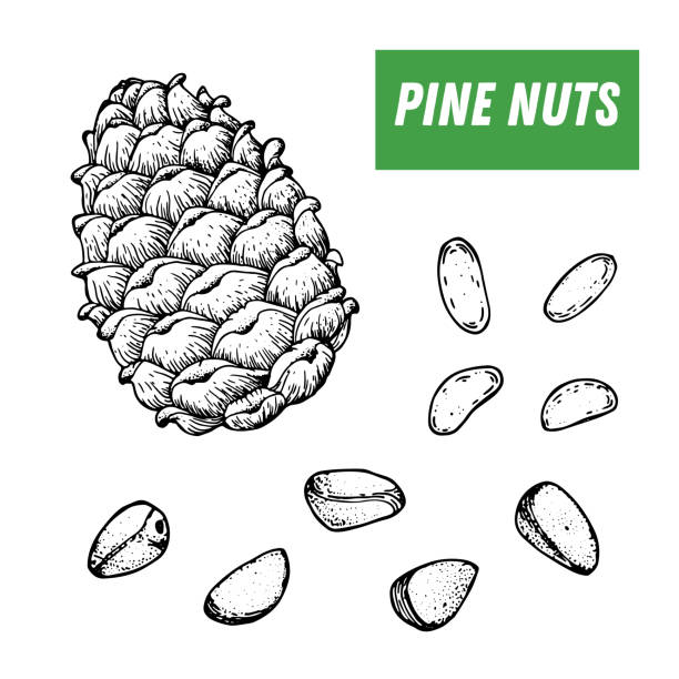 ilustraciones, imágenes clip art, dibujos animados e iconos de stock de dibujado a mano de piñones. ilustración vectorial nuts. piñones. alimentos orgánicos saludables. ideal para el diseño de envases. estilo grabado. color blanco y negro. - pine nut illustrations