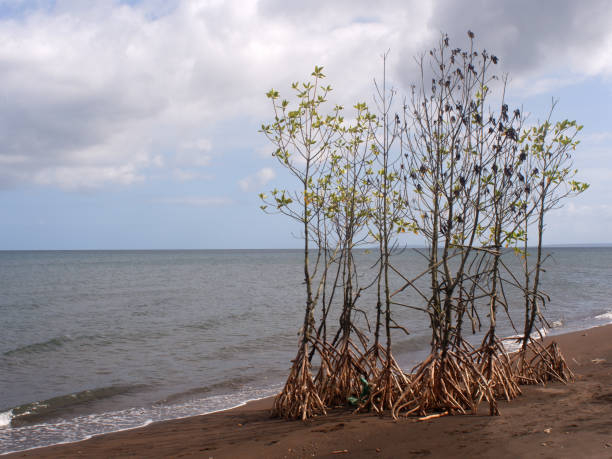 istock Young mangrove trees left on the seashore due to inundation by a strong typhoon storm 1317410932