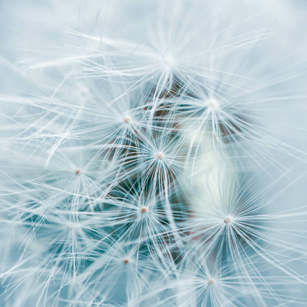 istock beautiful dandelion flower seed in spring season 1317412827