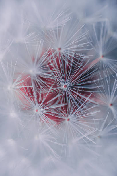 istock beautiful dandelion flower seed in spring season 1317412837