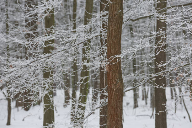 Snowy winter forest background. Beautiful spruce trees trunks pattern, sticked with snow in Czech republic.
