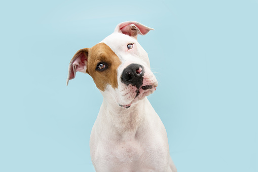Curious thinking American Staffordshire dog tilting head side. Isolated on blue background
