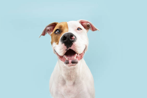 glücklich american staffordshire hund lächelnd. isoliert auf blauem hintergrund - fogs stock-fotos und bilder