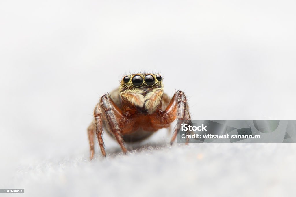 Jumping spider on fabric in the house. Home spider on sofa with white background. Jumping Spider Stock Photo