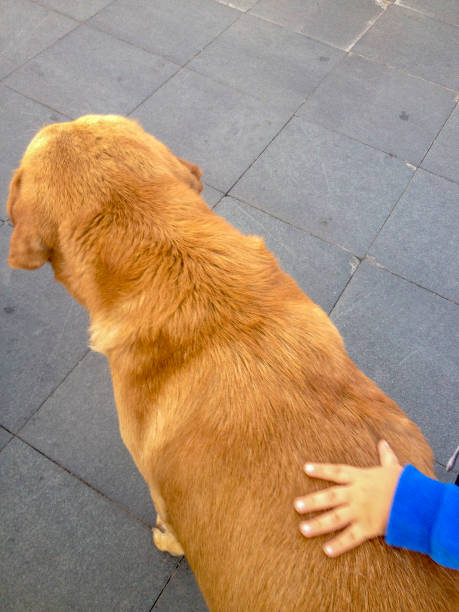 istock Stray dog and child 1317414467
