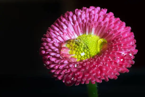 Pink daisy with water drops. Black background of spring flower. Polish flowers.