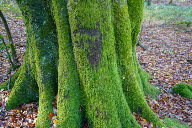 istock Close up of green moss covered tree trunks 1317415689